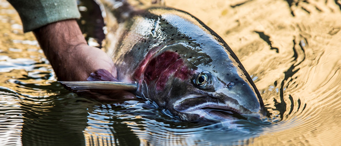 holding an idaho steelhead