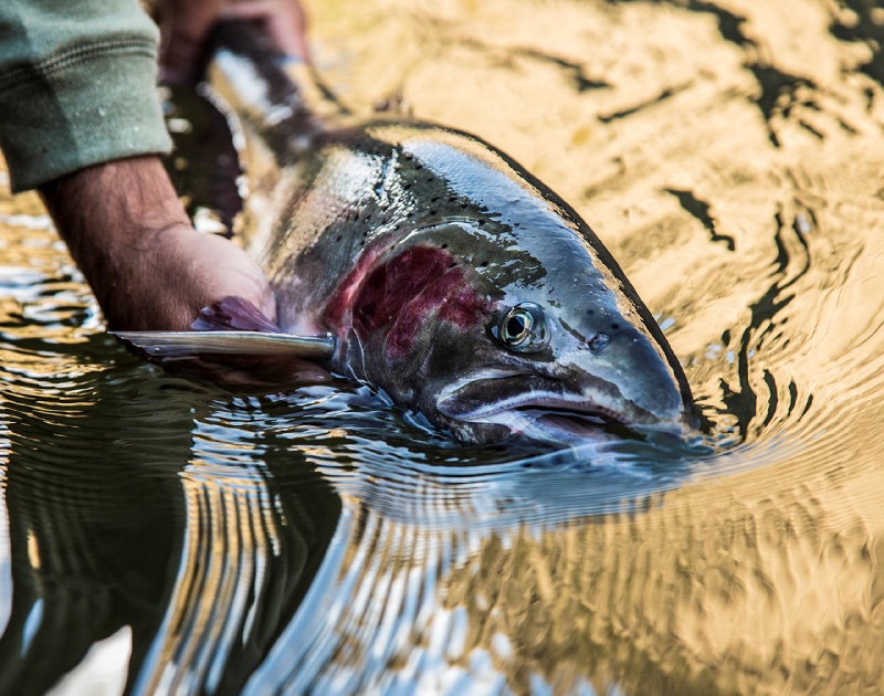 idaho-steelhead-ramhouse