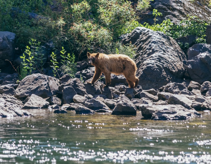 bear in hells canyon on jet boat tour